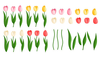 Tulips flowers set. Floral plants with bright petals. Botanical vector illustration on isolated background. Spring flowers for women's day, mother's day, easter and other holidays.