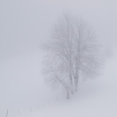 Winter landscape of the frozen forest in the mountains