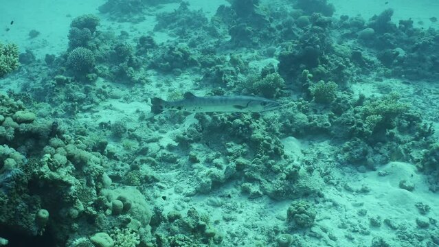 Barracuda floating over seabed, Slow motion. Great Barracuda or Barra (Sphyraena barracuda) swims above sandy-corals bottom on the depth sea