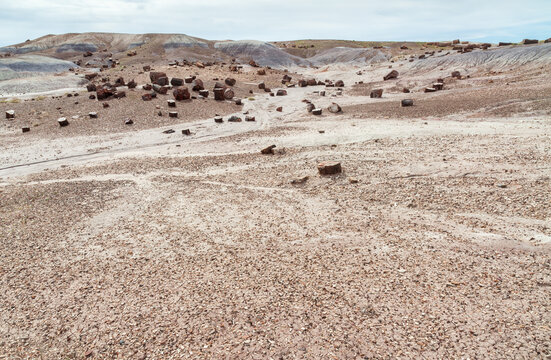 Petrified Pieces of Wood on White Sand, Petrified Forest National Park