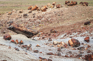 Beautiful, Colorful Petrified Logs at Petrified Forest National Park