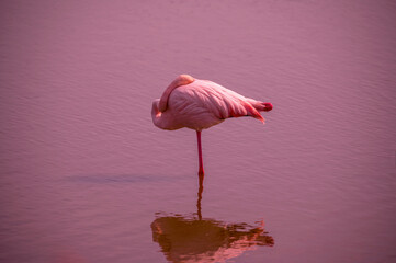 Camargue