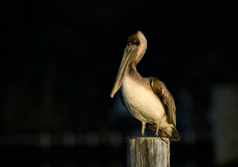 The Greatest Water Bird