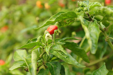 Small red chili pepper growing on stems,planting vegetables concept

