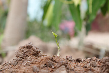 Plant seedlings or small tree growing on soil.concept of ecosystems,plant development