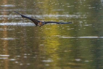Frontal view of a Grey-headed flying-fox, Pteropus poliocephalus, flying low over a pond at dusk, wings fully stretched, in Centennial Park, Sydney, Australia.