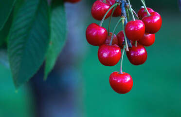 Cherry tree branch with ripe large fruits .