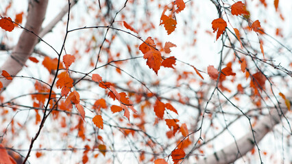 autumn birch leaves. beautiful autumn background. dry leaves. Birch trunk and leaves in autumn. in a park or forest. nature, season. selective focus. natural autumn background