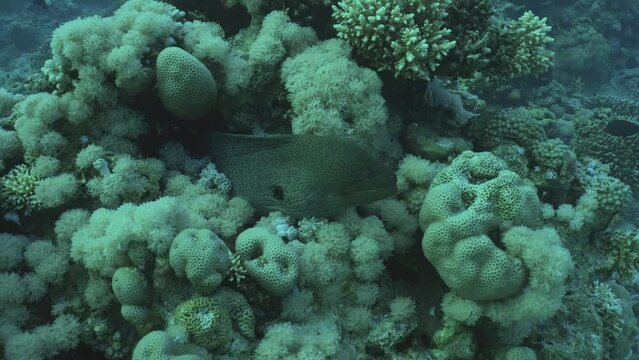 Big moray eel on coral reef in evening time, slow motion. Giant moray (Gymnothorax javanicus) peeking out from a reef, Camera moving forward approaching moray