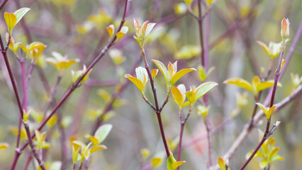 young leaves, the branches of the bush bloom in the spring. A branch of a tree with spring green shoots that blooming, flowering tree. nature close up, comes alive in spring. background
