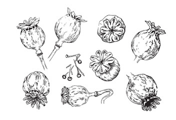 Set of flowers poppy seed head line sketch. Vector illustrations .