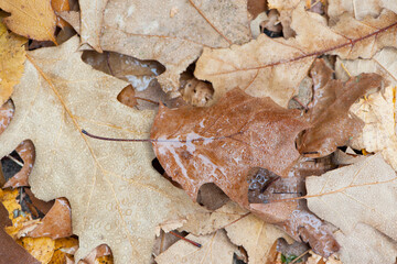 Fallen oak leaves with dew. Autumn oak leaves.water drops on fall oak leaves closeup. Dry Autumn Oak Leaf Covered by Water Drops of Rain on Ground. Close-up Photo. autumn background