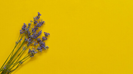 Fresh lavender flowers bouquet on yellow color background. Flatlay purple herbal flower blossom....