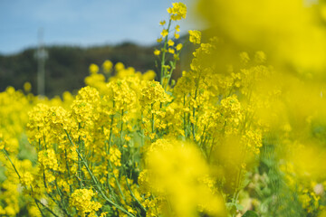 九州地方福岡県糸島市の観光名所 福ふくの里 一面の菜の花畑