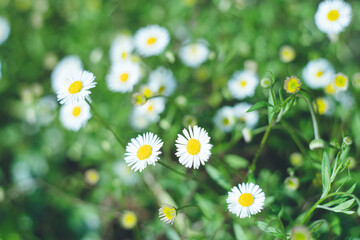 野原に咲くかわいい雑草 ハルジオンの白い花
