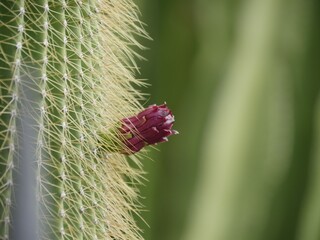 Cactus in the Mallorcan sun