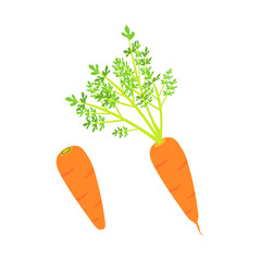 葉のないニンジンと葉付きニンジン。フラットなベクターイラスト。
Leafless carrot and leafy carrot. Flat designed vector illustration.