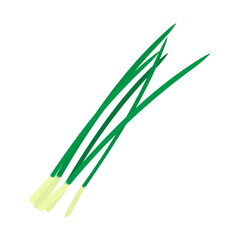 ニラ。フラットなベクターイラスト。
Garlic chive. Flat designed vector illustration.