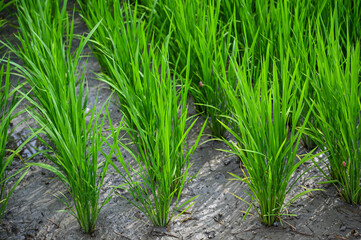 Obraz premium grass Weeds field