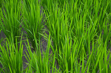 grass Weeds field