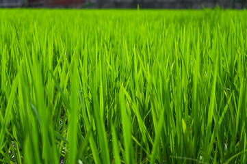 grass Weeds field