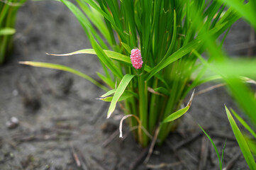 Photo eggs pink color of golden apple snail or channeled apple snail or cherry shell (Pomacea canaliculata) on green rice field background.