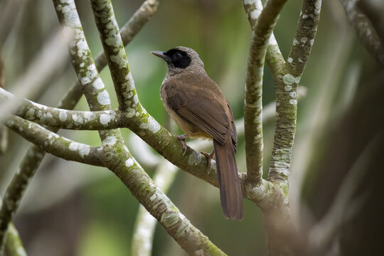 Greater Necklaced Laughingthrush On The Tree