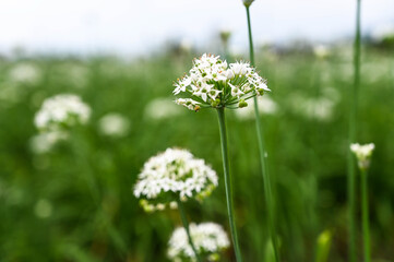 Chinese Chive flower field.