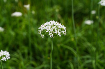 Chinese Chive flower field.