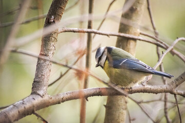great spotted woodpecker