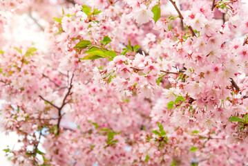 cherry blossom. pink and beautiful sakura. spring flowers. Beautiful nature with a blooming tree and sunlight.	