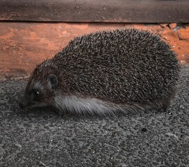 hedgehog on gray asphalt on an orange background