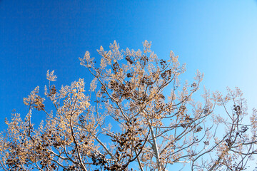 桐の木のツボミと実の殻（冬の様子）