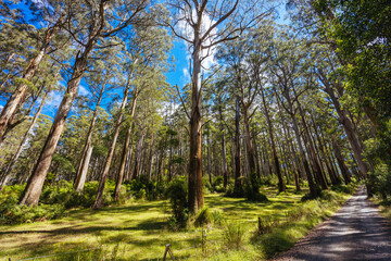 Summer Landscape at Mt St Leonard in Australia