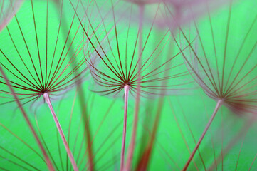 Dandelion flower background closeup