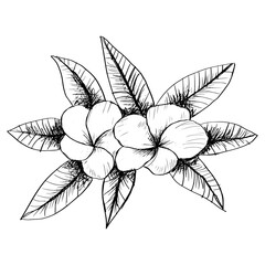 Sketch drawing of frangipani flower