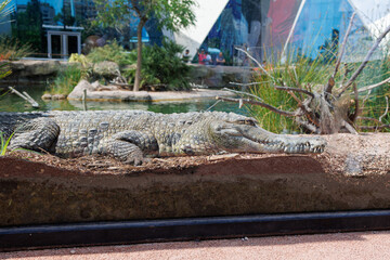 Close up View of a Crocodile in a Natural Environment