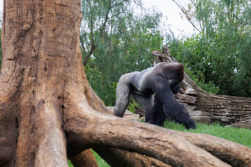 Western Lowland Gorilla on the Grass