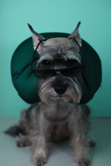cool gray schnauzer in black rectangular sunglasses and in a travel pillow on a light green background. for advertising, pet stores, banners, flyers, postcards, covers