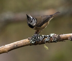 Crested Tit in Caledonian forest