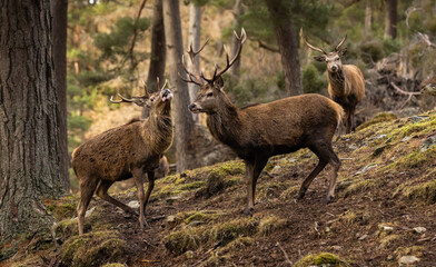 Red deer stags