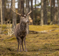 Red deer stags
