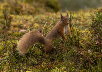 Naklejka na ściany i meble Red Squirrel in Caledonian forest