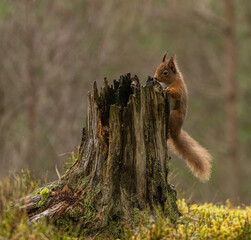 Obraz premium Red Squirrel in Caledonian forest