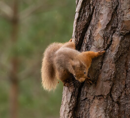 Red Squirrel in Caledonian forest