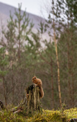 Red Squirrel in Caledonian forest