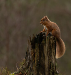 Red Squirrel in Caledonian forest