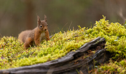 Red Squirrel in Caledonian forest