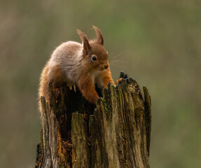 Red Squirrel in Caledonian forest