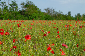 poppy field, floral bright landscape in sunlight